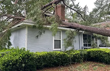 Hurricane Tree Prep Tips from Big Mike’s Tree Service