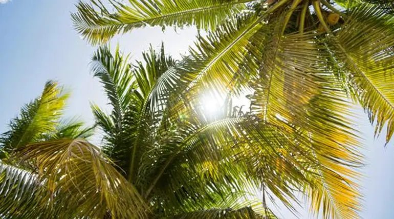 Beat the Heat: Tree Care for Florida Summers