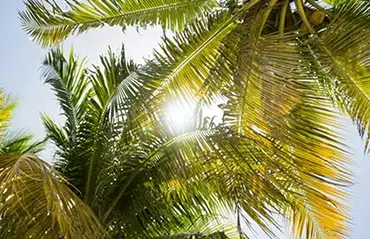 Beat the Heat Tree Care for Florida Summers